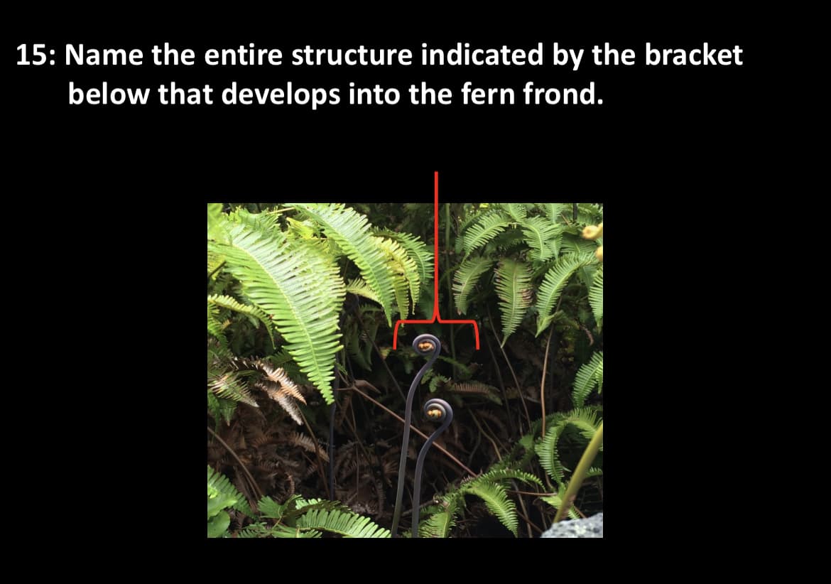 15: Name the entire structure indicated by the bracket
below that develops into the fern frond.
