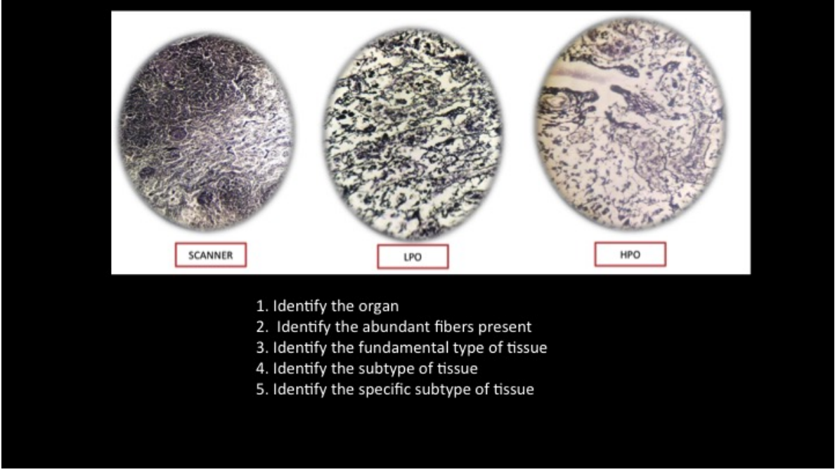 SCANNER
LPO
НРО
1. Identify the organ
2. Identify the abundant fibers present
3. Identify the fundamental type of tissue
4. Identify the subtype of tissue
5. Identify the specific subtype of tissue
