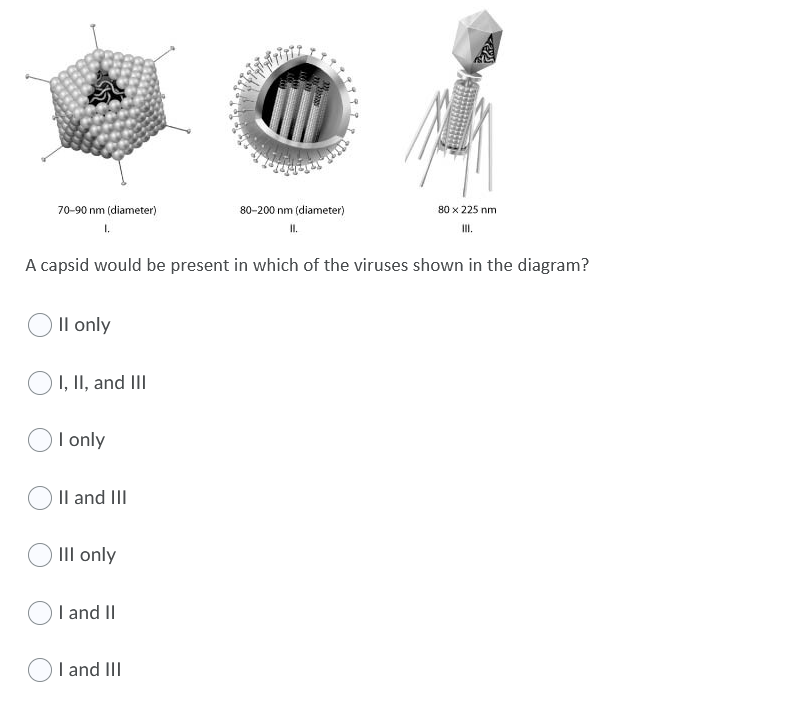 70-90 nm (diameter)
80-200 nm (diameter)
80 x 225 nm
1.
I.
II.
A capsid would be present in which of the viruses shown in the diagram?
Il only
I, II, and III
I only
Il and III
III only
I and II
I and III
