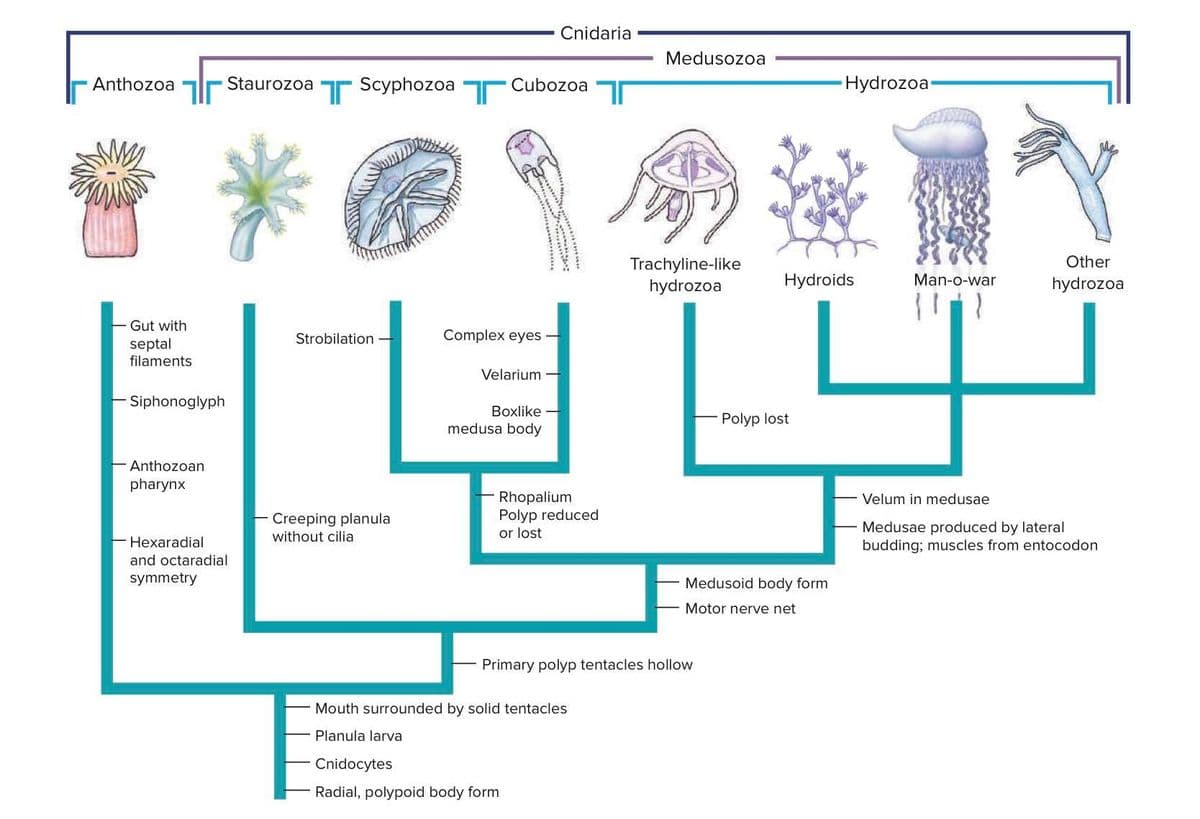 Anthozoa Staurozoa
Gut with
septal
filaments
Siphonoglyph
Anthozoan
pharynx
Hexaradial
and octaradial
symmetry
Scyphozoa
Strobilation
Creeping planula
without cilia
T
Cubozoa
Complex eyes
Velarium
Cnidaria
Boxlike
medusa body
Rhopalium
Polyp reduced
or lost
Medusozoa
Mouth surrounded by solid tentacles
Planula larva
Cnidocytes
Radial, polypoid body form
Trachyline-like
hydrozoa
Primary polyp tentacles hollow
Hydroids
Polyp lost
Medusoid body form
Motor nerve net
-Hydrozoa-
Man-o-war
Other
hydrozoa
Velum in medusae
Medusae produced by lateral
budding; muscles from entocodon