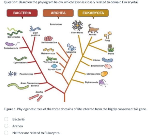 Question: Based on the phylogram below, which taxon is closely related to domain Eukaryota?
BACTERIA
Spirochaetae
Proteobacteria
Cyanobacteria
Gram
positives
Planctomyces
Green Filamentous
Bacteria
ARCHEA
Entamoeba
Methanosarcina
Pog
Methanococus
Aquifex
Thermoproteus
Pyrodicticum
Bacteria
Archea
Neither are related to Eukaryota.
EUKARYOTA
Slime Molds
Halophiles
Animals
Ciliates
Entamoeba C
Microsporidia
Diplomonads
Plants
Figure 1. Phylogenetic tree of the three domains of life inferred from the highly conserved 16s gene.