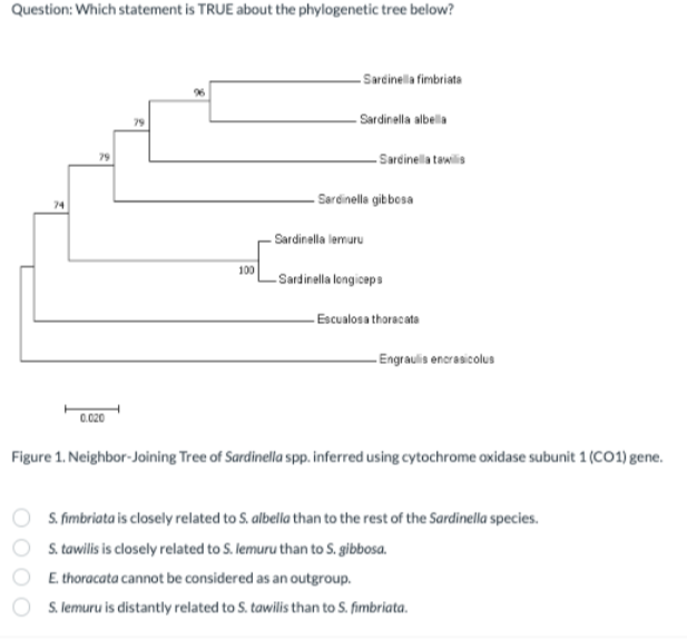 Question: Which statement is TRUE about the phylogenetic tree below?
74
79
0.020
79
100
-Sardinella fimbriata
-Sardinella albella
- Sardinella tawilis
- Sardinella gibbosa
Sardinella lemuru
-Sardinella longiceps
-Escualosa thoracata
Engraulis encrasicolus
Figure 1. Neighbor-Joining Tree of Sardinella spp. inferred using cytochrome oxidase subunit 1 (CO1) gene.
S. fimbriata is closely related to S. albella than to the rest of the Sardinella species.
S. tawilis is closely related to S. lemuru than to S. gibbosa.
E. thoracata cannot be considered as an outgroup.
S. lemuru is distantly related to S. tawilis than to S. fimbriata.