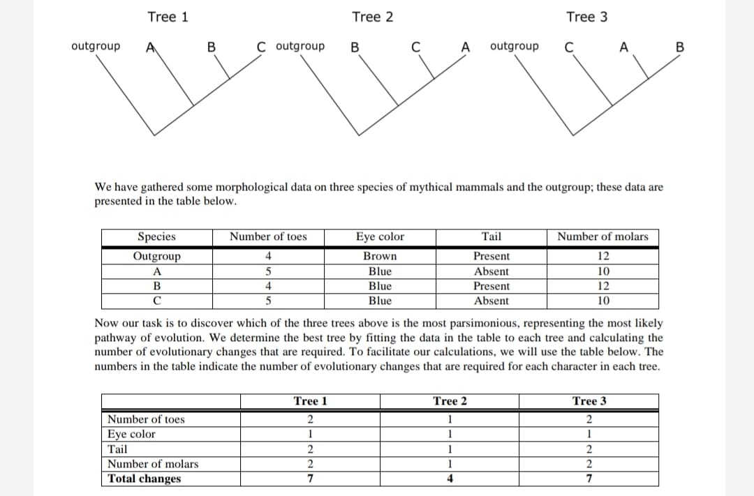 Tree 1
Tree 2
Tree 3
outgroup
В
C outgroup
B
A
outgroup
A
We have gathered some morphological data on three species of mythical mammals and the outgroup; these data are
presented in the table below.
Species
Number of toes
Eye color
Tail
Number of molars
Outgroup
4
Brown
Present
12
A
5
Blue
Absent
10
B
4
Blue
Present
12
C
Blue
Absent
10
Now our task is to discover which
the three trees above is the most parsimonious, representing the most likely
pathway of evolution. We determine the best tree by fitting the data in the table to each tree and calculating the
number of evolutionary changes that are required. To facilitate our calculations, we will use the table below. The
numbers in the table indicate the number of evolutionary changes that are required for each character in each tree.
Tree 1
Tree 2
Tree 3
Number of toes
2
Eye color
1
1
Tail
2
1
2
Number of molars
1
2
Total changes
7
4
