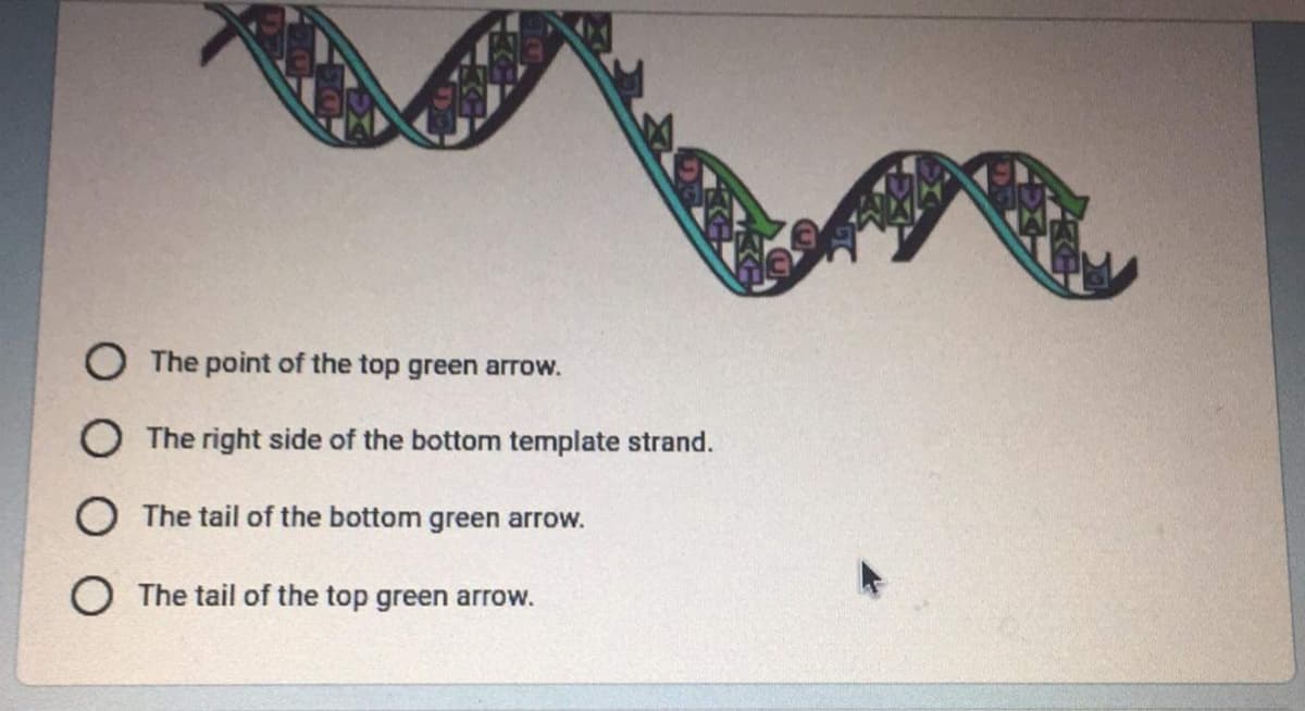 The point of the top green arrow.
O The right side of the bottom template strand.
O The tail of the bottom green arrow.
O The tail of the top green arrow.
