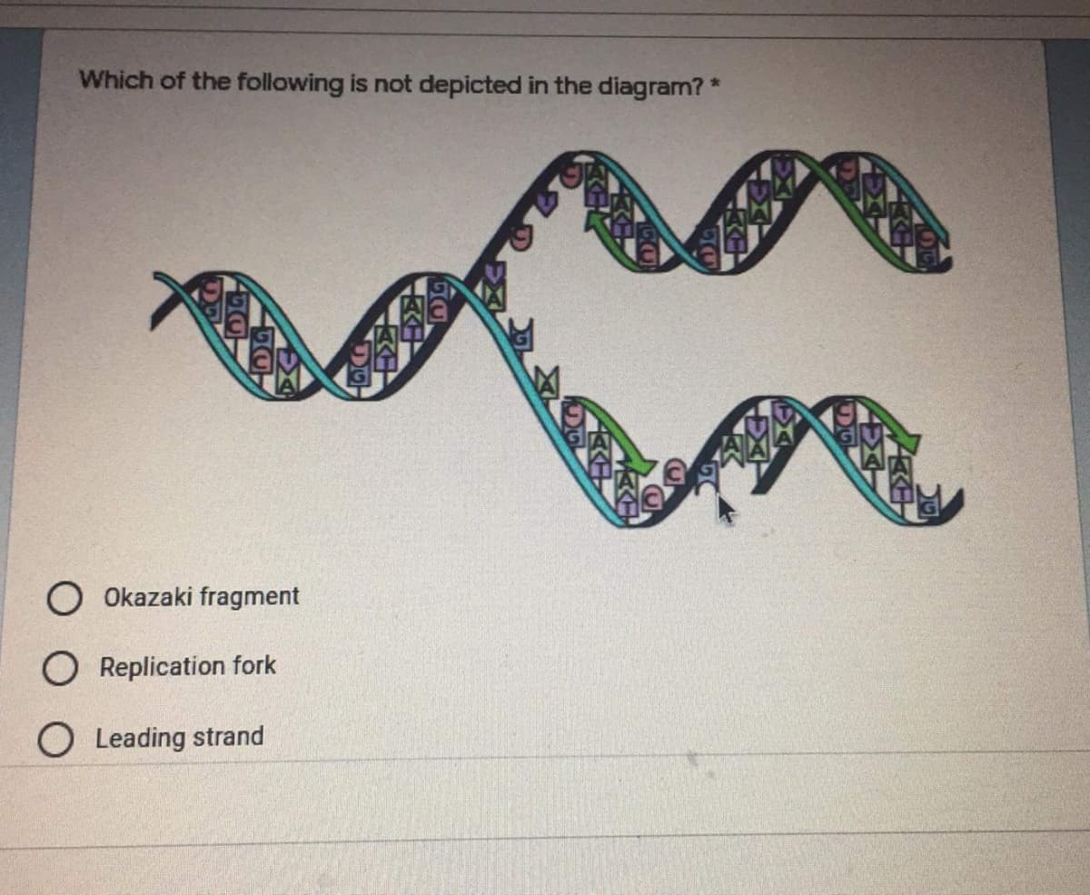 Which of the following is not depicted in the diagram? *
O Okazaki fragment
O Replication fork
O Leading strand
