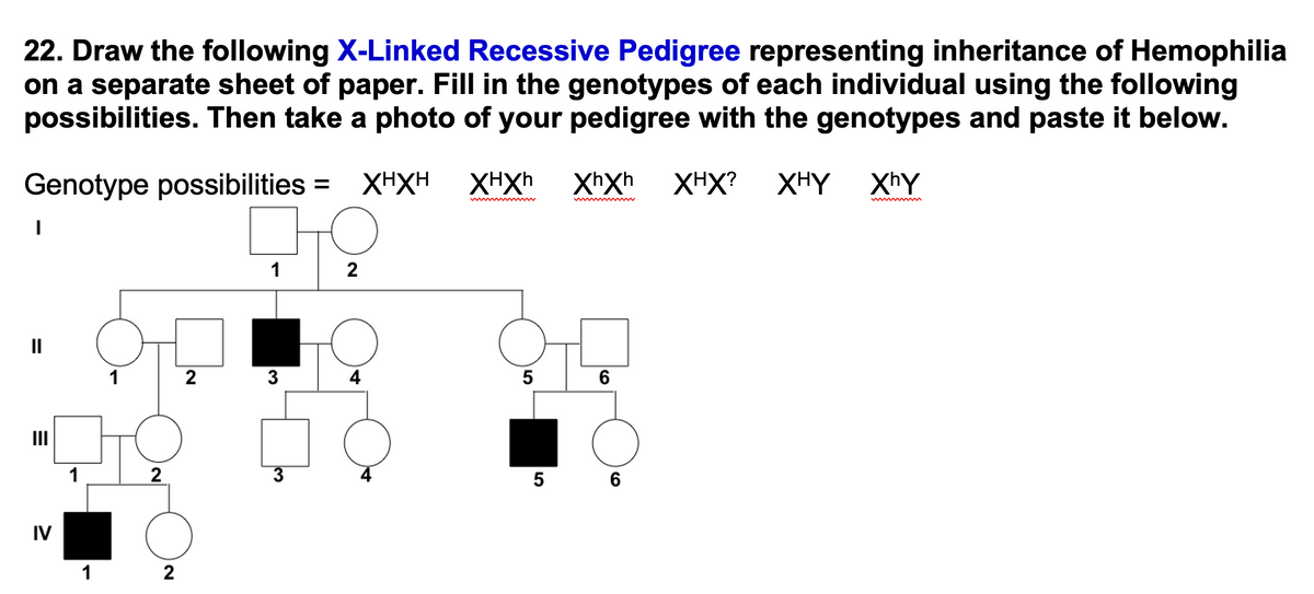 22. Draw the following X-Linked Recessive Pedigree representing inheritance of Hemophilia
on a separate sheet of paper. Fill in the genotypes of each individual using the following
possibilities. Then take a photo of your pedigree with the genotypes and paste it below.
Genotype possibilities =
XHXH
XHXH
Xhxh
XHX?
XHY XhY
1
2
II
2
3
4
6
II
1
2
6
IV
1
2
5
5
