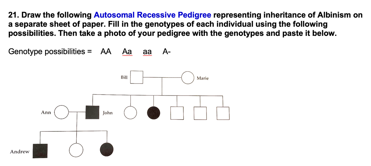 21. Draw the following Autosomal Recessive Pedigree representing inheritance of Albinism on
a separate sheet of paper. Fill in the genotypes of each individual using the following
possibilities. Then take a photo of your pedigree with the genotypes and paste it below.
Genotype possibilities = AA
Aa
aa
А-
Bill
Marie
Ann
John
Andrew
