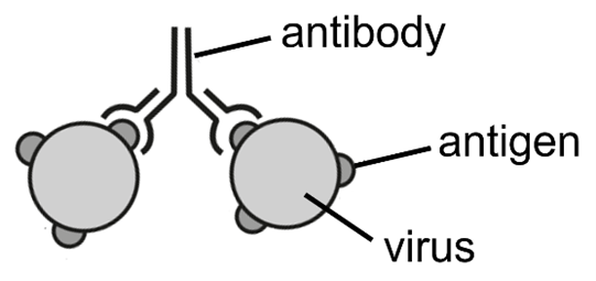antibody
antigen
virus
