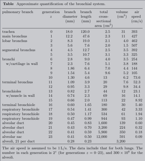 Table Approximate quantification of the bronchial system.
pulmonary branch
generation branch branch
diameter length
(mm)
total
volume
air
(cm³) speed
(cm/s)
cross-
(mm) sectional
area (cm²)
trachea
main bronchus
18.0
120.0
2.5
31
393
427
1
12.2
47.6
2.3
11
lobar bronchus
8.3
19.0
2.1
4.0 462
3
5.6
7.6
2.0
1.5 507
segmental bronchus
4
4.5
12.7
2.5
3.5 392
5
3.5
10.7
3.1
3.3 325
bronchi
2.8
9.0
4.0
3.5 254
w/cartilage in wall
2.3
7.6
5.1
3.8 188
8
1.86
6.4
7.0
4.4 144
1.54
5.4
9.6
5.2 105
10
1.30
4.6
13
6.2
73.6
terminal bronchus
11
1.09
3.9
20
7.6
52.3
12
0.95
3.3
2.7
29
9.8
34.4
bronchioles
13
0.82
44
12
23.1
w/muscle in wall
14
0.74
2.3
69
16
14.1
15
0.66
2.0
113
22
8.92
terminal bronchiole
16
0.60
1.65
180
30
5.40
respiratory bronchiole
respiratory bronchiole
respiratory bronchiole
alveolar duct
17
0.54
1.41
300
42
3.33
18
0.50
1.17
534
61
1.94
19
0.47
0.99
944
93
1.10
20
0.45
0.83
1,600
139
0.60
alveolar duct
21
0.43
0.70
3,200
224
0.32
alveolar duct
22
0.41
0.59
5,900
350
0.18
alveolar sac
23
0.41
0.50
12,000
591
0.09
alveoli, 21 per duct
0.28
0.23
3,200
The air speed is assumed to be 1L/s. The data include that for both lungs. The
number in each generation is 2- (for generations z = 0–23), and 300 × 10° for the
alveoli.
