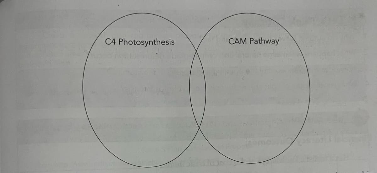 C4 Photosynthesis
CAM Pathway