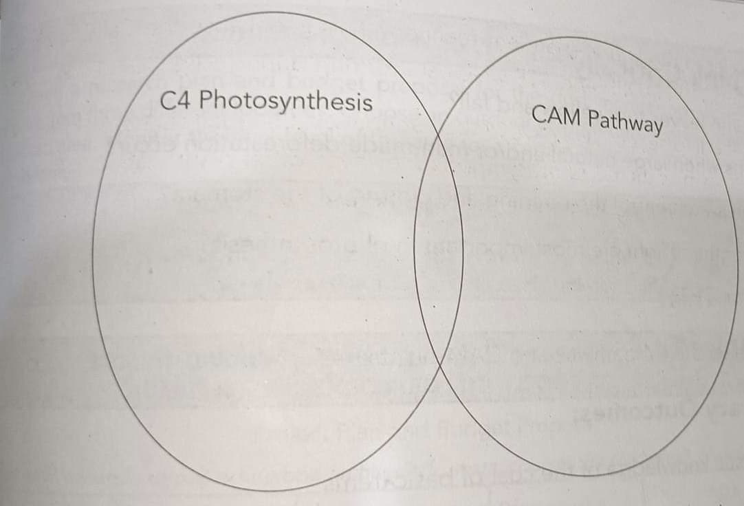 C4 Photosynthesis
CAM Pathway