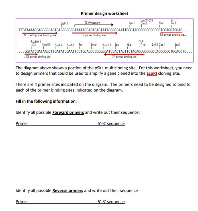 Best II
TTGTAAAACGACGGCCAGTGAGCGCGCGTAATACGACT
M13-20 primer binding site
Primer design worksheet
T7 Promoter
Bsp 1061
Cial
...KS primer binding site
Kpn 1
Eco01091
Dra II
CACTATAGGGCGAATTGGGTACCGGGCCCCCCCTCGAGGTCGAC..
17 primer binding site
Not I
Hind II EcoRV EcoRI Pst l Smal BamHI Spel Xbal | Eagl BstX | Sac II
T
...GGTATCGATAAGCTTGATATCGAATTCCTGCAGCCCGGGGGATCCACTAGTTCTAGAGCGGCCGCCACCGCGGTGGAGCTC...
SK primer binding site
Primer
Xhol
Identify all possible Reverse primers and write out their sequence
KS primer binding site...
The diagram above shows a portion of the pSK+ multicloning site. For this worksheet, you need
to design primers that could be used to amplify a gene cloned into the EcoRI cloning site.
There are 4 primer sites indicated on the diagram. The primers need to be designed to bind to
each of the primer binding sites indicated on the diagram.
Fill in the following information:
Identify all possible Forward primers and write out their sequence:
Primer
5'-3' sequence
5'-3' sequence
Şac 1