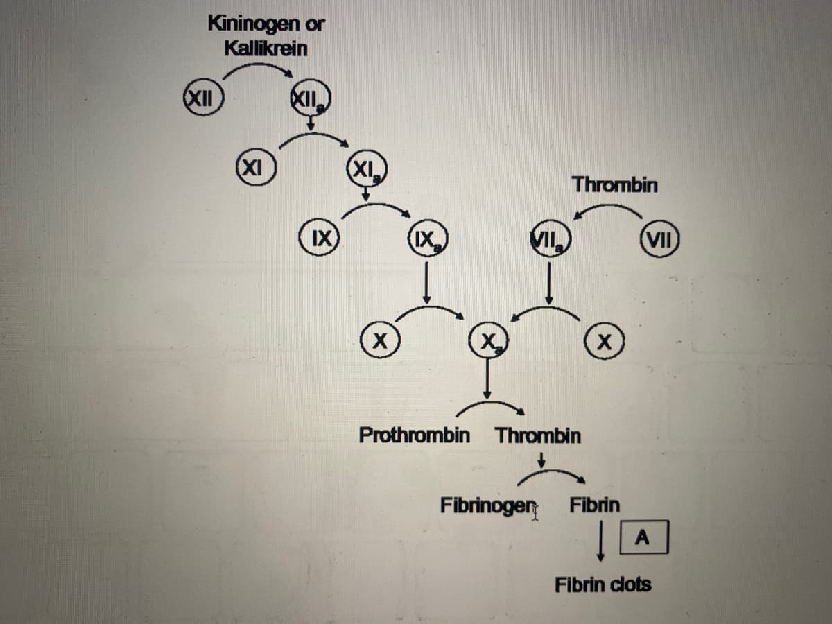 Kininogen or
Kallikrein
(XII
KII.
(XI
(XI,
Thrombin
IX)
IX
(VII
(X)
Prothrombin Thrombin
Fibrinogen
Fibrin
A
Fibrin clots

