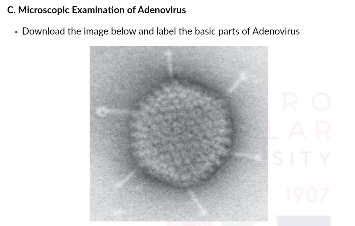 C. Microscopic Examination of Adenovirus
Download the image below and label the basic parts of Adenovirus
RO
AR
SITY
1907
