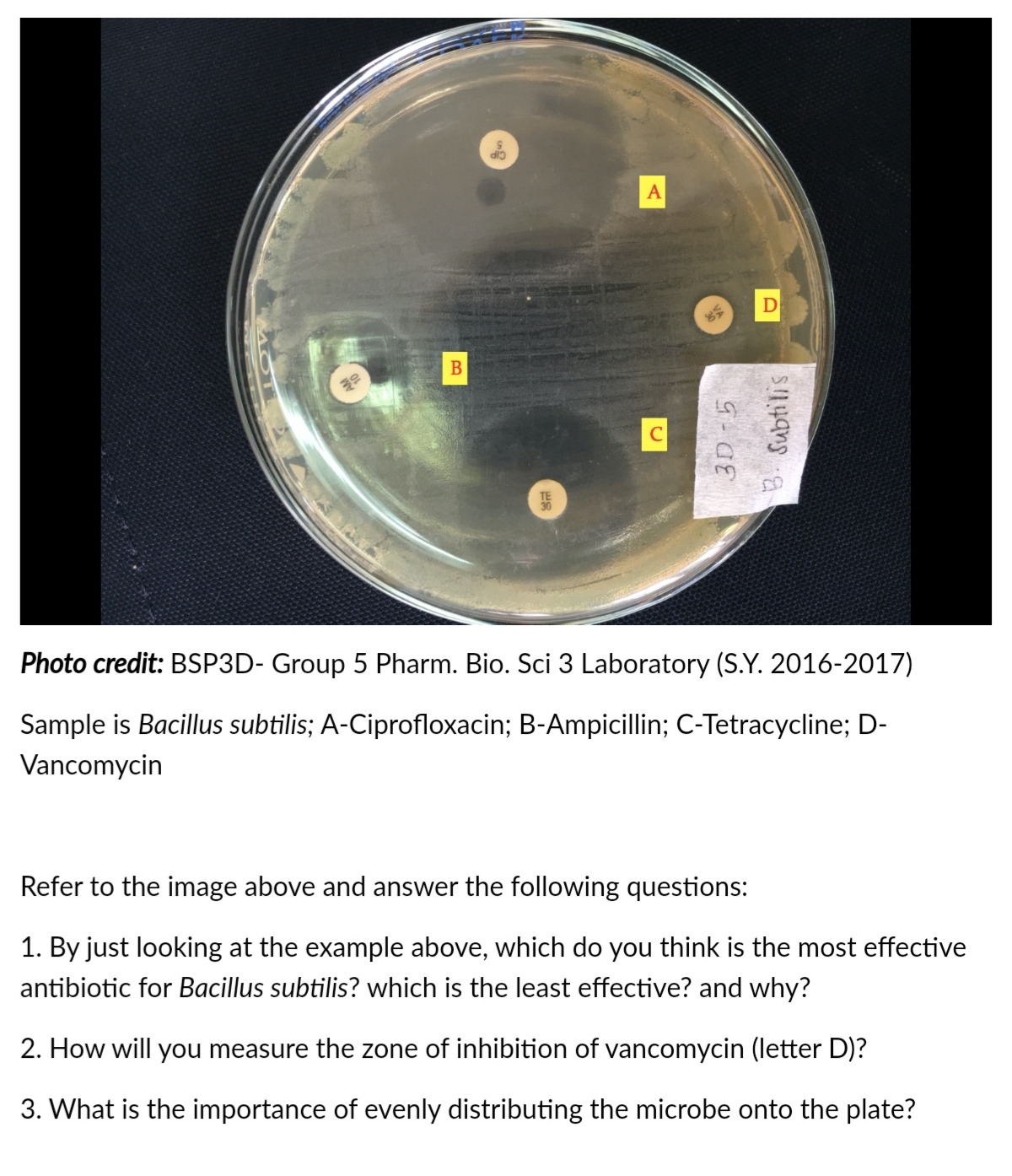 A
Photo credit: BSP3D- Group 5 Pharm. Bio. Sci 3 Laboratory (S.Y. 2016-2017)
Sample is Bacillus subtilis; A-Ciprofloxacin; B-Ampicillin; C-Tetracycline; D-
Vancomycin
Refer to the image above and answer the following questions:
1. By just looking at the example above, which do you think is the most effective
antibiotic for Bacillus subtilis? which is the least effective? and why?
2. How will you measure the zone of inhibition of vancomycin (letter D)?
3. What is the importance of evenly distributing the microbe onto the plate?
3. Subtilis
