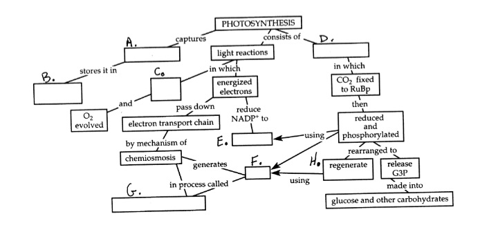 PHOTOSYNTHESIS
consists of .
A.
saptures
D.
light reactions
in which
energized
B.
stores it in
C.
in which
electrons
CO, fixed
to RuBp
and
pass down
then
O2
evolved
reduce
NADP* to
reduced
and
phosphorylated
electron transport chain
by mechanism of
E.
-using
chemiosmosis
rearranged to
F.
Ho
generates
release
G3P
regenerate
G.
in process called
using
made into
glucose and other carbohydrates

