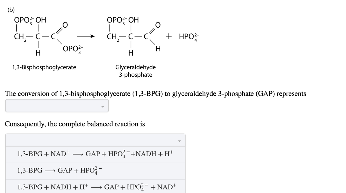(b)
|
OPO-OH
|
CH2-C-C
|
OPO
H
OPO2-OH
|
3
CH₂-C-C
|
+ HPO²-
4
H
H
1,3-Bisphosphoglycerate
Glyceraldehyde
3-phosphate
The conversion of 1,3-bisphosphoglycerate (1,3-BPG) to glyceraldehyde 3-phosphate (GAP) represents
Consequently, the complete balanced reaction is
1,3-BPG + NAD+
→ GAP + HPO¯ +NADH + H+
1,3-BPG → GAP + HPO-
1,3-BPG + NADH + H+ → GAP + HPO ¯ + NAD+