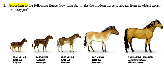 2. According to the following figure, how long did it take the modern horse to appear from its oldest ances-
tor, Eohippus?
-MILIOH
TEAAS AGO
S MLION YEAS AG0-00AY
Ea ferus cabalur
Modem home)
YEARS AGO
YEAB NED
YEARS AGO
Eahppes
Masatppus
Pohppus
