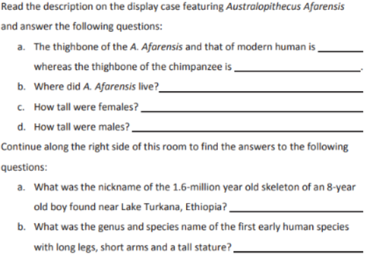 Read the description on the display case featuring Australopithecus afarensis
and answer the following questions:
a. The thighbone of the A. Afarensis and that of modern human is
whereas the thighbone of the chimpanzee is
b. Where did A. Afarensis live?
c. How tall were females?
d. How tall were males?
Continue along the right side of this room to find the answers to the following
questions:
a. What was the nickname of the 1.6-million year old skeleton of an 8-year
old boy found near Lake Turkana, Ethiopia?_
b. What was the genus and species name of the first early human species
with long legs, short arms and a tall stature?