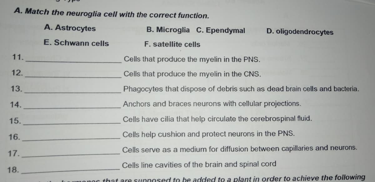 A. Match the neuroglia cell with the correct function.
A. Astrocytes
B. Microglia C. Ependymal
D. oligodendrocytes
E. Schwann cells
F. satellite cells
11.
Cells that produce the myelin in the PNS.
12.
Cells that produce the myelin in the CNS.
13.
Phagocytes that dispose of debris such as dead brain cells and bacteria.
14.
Anchors and braces neurons with cellular projections.
15.
Cells have cilia that help circulate the cerebrospinal fluid.
16.
Cells help cushion and protect neurons in the PNS.
Cells serve as a medium for diffusion between capillaries and neurons.
17.
Cells line cavities of the brain and spinal cord
18.
onor that are sunnosed to be added to a plant in order to achieve the following
