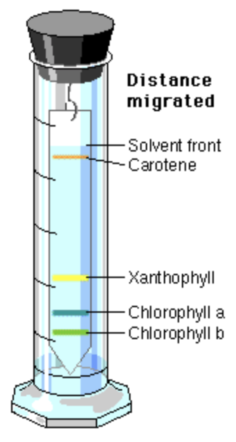 Distance
migrated
Solvent front
-Carotene
-Xanthophyll
Chlorophyll a
Chlorophyll b
