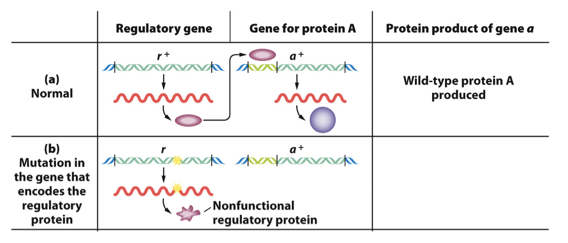 (a)
Normal
Regulatory gene
de
r+
Gene for protein A
dh dhak
a+
(b)
a+
Mutation in a paka
the gene that
encodes the
regulatory
protein
Nonfunctional
regulatory protein
Protein product of gene a
Wild-type protein A
produced