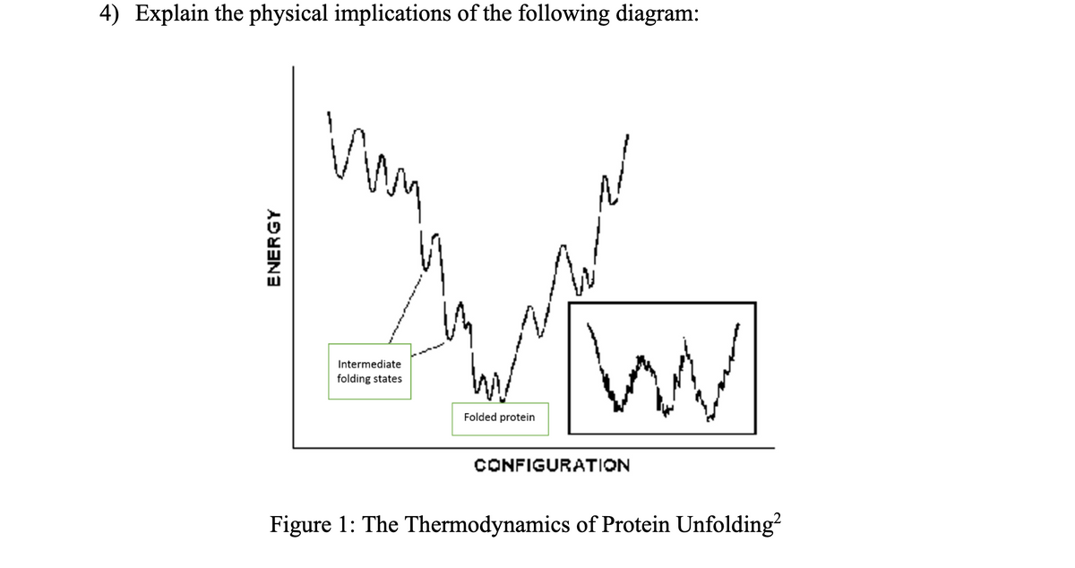 4) Explain the physical implications of the following diagram:
ENERGY
vum
им
Intermediate
folding states
m
W
Folded protein
W
CONFIGURATION
Figure 1: The Thermodynamics of Protein Unfolding²