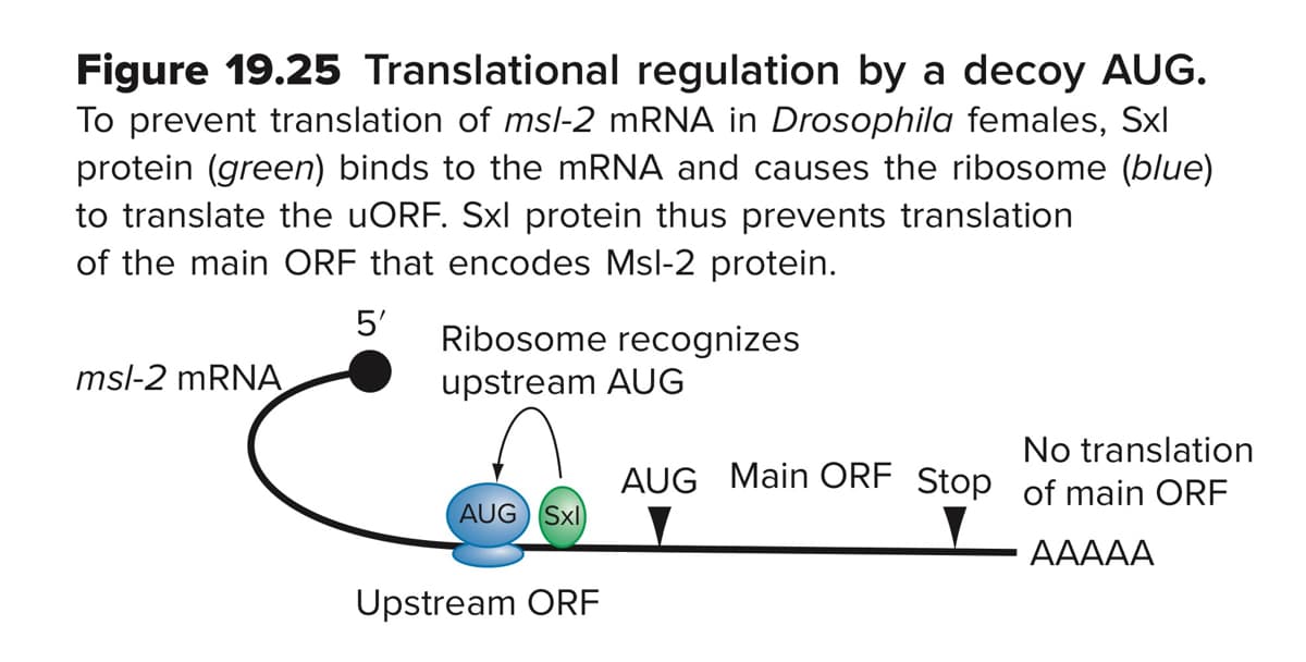Figure 19.25 Translational regulation by a decoy AUG.
To prevent translation of msl-2 mRNA in Drosophila females, Sxl
protein (green) binds to the MRNA and causes the ribosome (blue)
to translate the uORF. Sxl protein thus prevents translation
of the main ORF that encodes Msl-2 protein.
5'
Ribosome recognizes
msl-2 mRNA
upstream AUG
No translation
AUG Main ORF Stop of main ORF
AUG ) Sxl
AAAAA
Upstream ORF
