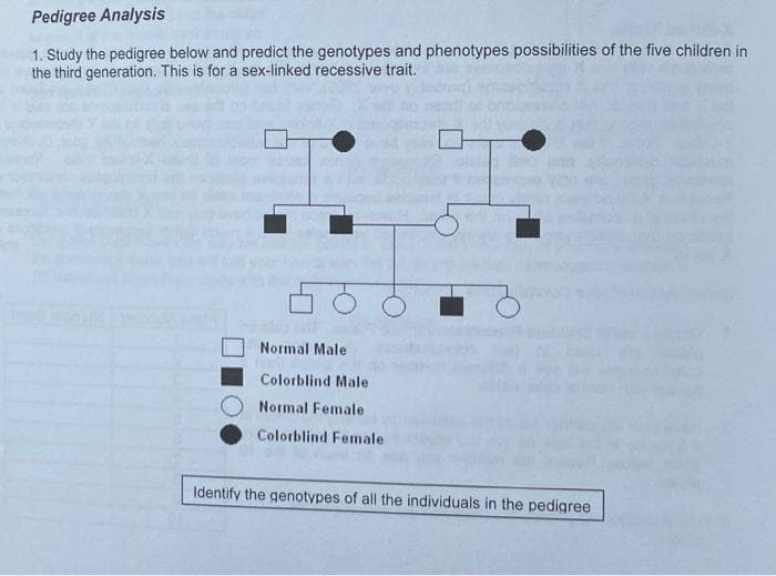 Pedigree Analysis
1. Study the pedigree below and predict the genotypes and phenotypes possibilities of the five children in
the third generation. This is for a sex-linked recessive trait.
Normal Male
Colorblind Male
Normal Female
Colorblind Female
Identify the genotypes of all the individuals in the pedigree
