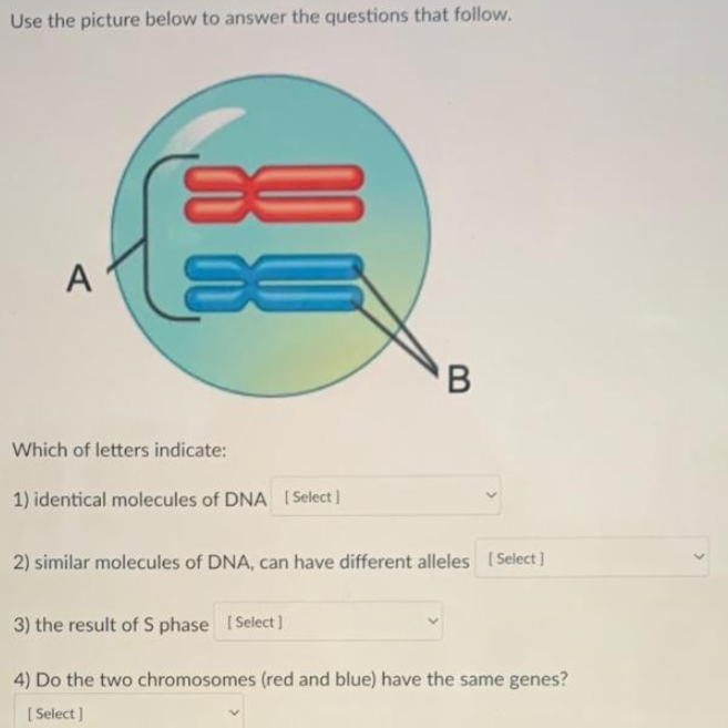 Use the picture below to answer the questions that follow.
A
∞
SE
Which of letters indicate:
1) identical molecules of DNA [Select]
B
2) similar molecules of DNA, can have different alleles [Select]
3) the result of S phase [Select]
4) Do the two chromosomes (red and blue) have the same genes?
[Select]