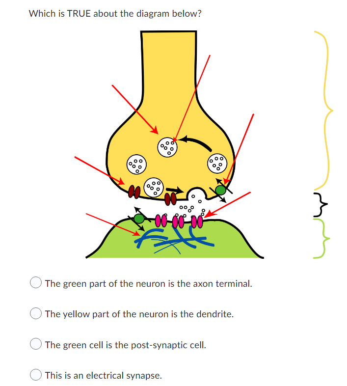 Which is TRUE about the diagram below?
oo
00
00-00-00
The green part of the neuron is the axon terminal.
The yellow part of the neuron is the dendrite.
The green cell is the post-synaptic cell.
This is an electrical synapse.