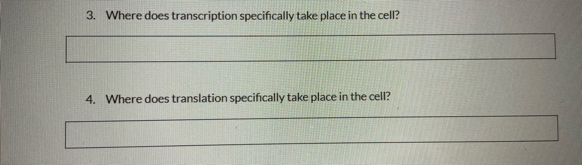 3. Where does transcription specifically take place in the cell?
4. Where does translation specifically take place in the cell?
