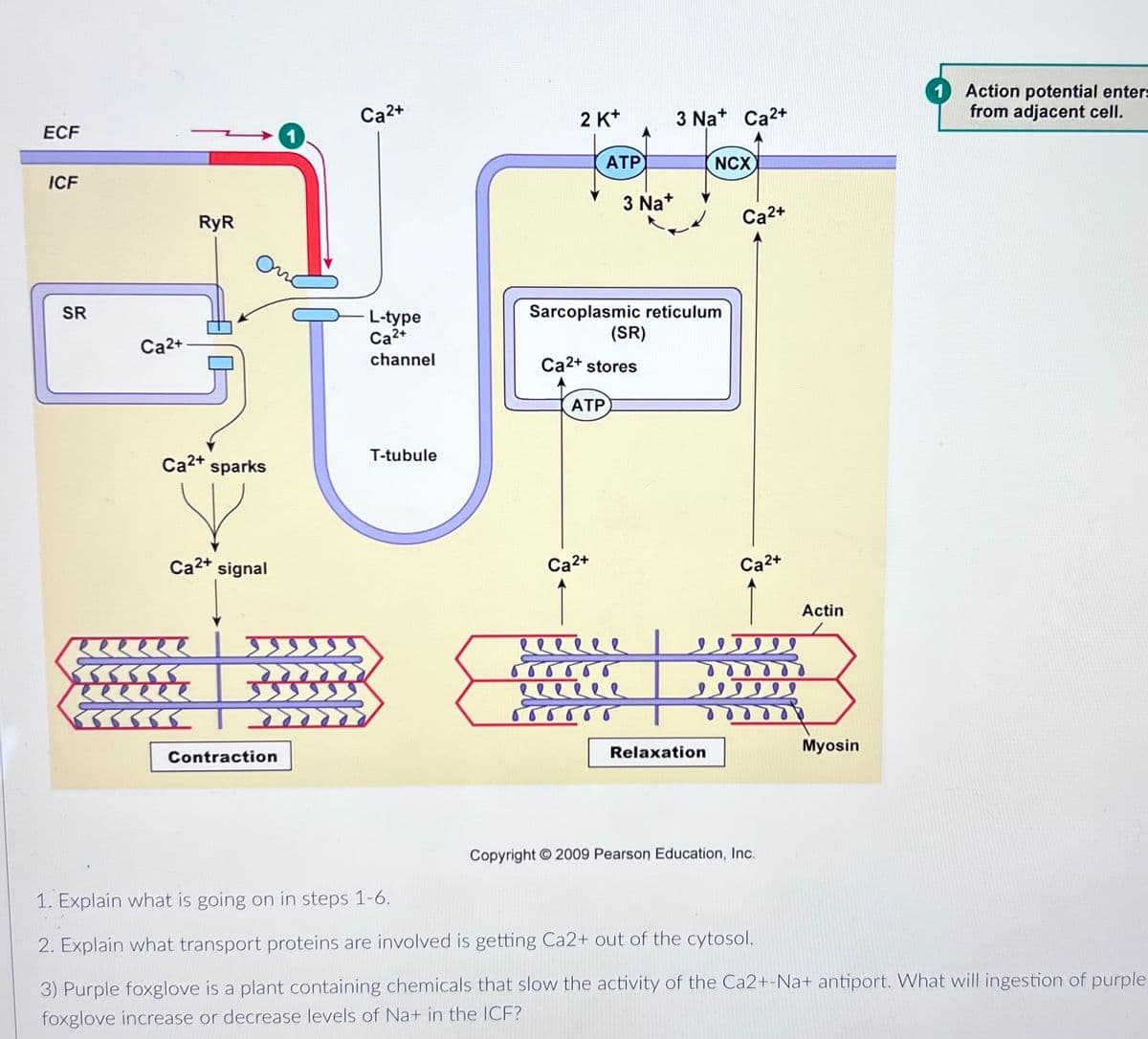 Action potential enters
from adjacent cell.
Ca2+
2 K*
3 Na+ Ca2+
ECF
ATP
NCX
ICF
3 Na+
RyR
Ca2+
Sarcoplasmic reticulum
(SR)
SR
L-type
Ca2+
Ca2+
channel
Ca2+ stores
ATP
T-tubule
Ca2+ sparks
Ca2+ signal
Ca2+
Ca2+
Actin
eereee
33335
Myosin
Contraction
Relaxation
Copyright 2009 Pearson Education, Inc.
1. Explain what is going on in steps 1-6.
2. Explain what transport proteins are involved is getting Ca2+ out of the cytosol.
3) Purple foxglove is a plant containing chemicals that slow the activity of the Ca2+-Na+ antiport. What will ingestion of purple
foxglove increase or decrease levels of Na+ in the ICF?
