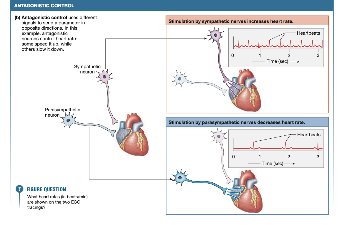 ANTAGONISTIC CONTROL
(b) Antagonistic control uses different
signals to send a parameter in
opposite directions. In this
example, antagonistic
neurons control heart rate:
Stimulation by sympathetic nerves increases heart rate.
Heartbeats
some speed it up, while
others slow it down.
2
3
Time (sec) –
Sympathetic
neuron
Parasympathetic
neuron
Stimulation by parasympathetic nerves decreases heart rate.
Heartbeats
2
3
Time (sec)
? FIGURE QUESTION
What heart rates (in beats/min)
are shown on the two ECG
tracings?
