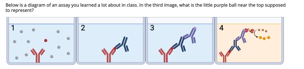 Below is a diagram of an assay you learned a lot about in class. In the third image, what is the little purple ball near the top supposed
to represent?
1
2
3
4
