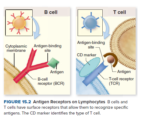 В cеll
Т cell
Antigen-binding
site
Cytoplasmic Antigen-binding
membrane
site
CD marker
Antigen
- Antigen
-T-cell receptor
(TCR)
В-cell
receptor (BCR)
FIGURE 15.2 Antigen Receptors on Lymphocytes B cells and
T cells have surface receptors that allow them to recognize specific
antigens. The CD marker identifies the type of T cell.
