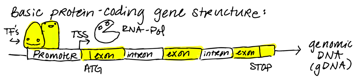 basic protein -coding gene steucture:
ENA-Pol
TF'S
TSS
genomic
DNA
PRomoteR exon
ATG
intreon
exon
inteon] exon
STOP
egoNA)
