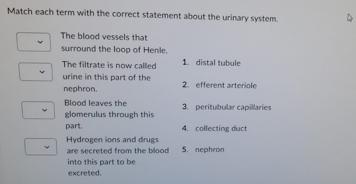 Match each term with the correct statement about the urinary system.
The blood vessels that
surround the loop of Henle.
The filtrate is now called
urine in this part of the
nephron.
Blood leaves the
glomerulus through this
part.
Hydrogen ions and drugs
are secreted from the blood
into this part to be
excreted.
1. distal tubule
2. efferent arteriole
3. peritubular capillaries
4. collecting duct
5. nephron
4