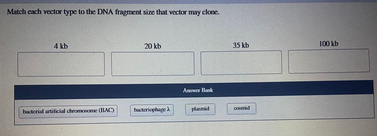 Match each vector type to the DNA fragment size that vector may clone.
4 kb
bacterial artificial chromosome (BAC)
20 kb
bacteriophage A
Answer Bank
plasmid
35 kb
cosmid
100 kb