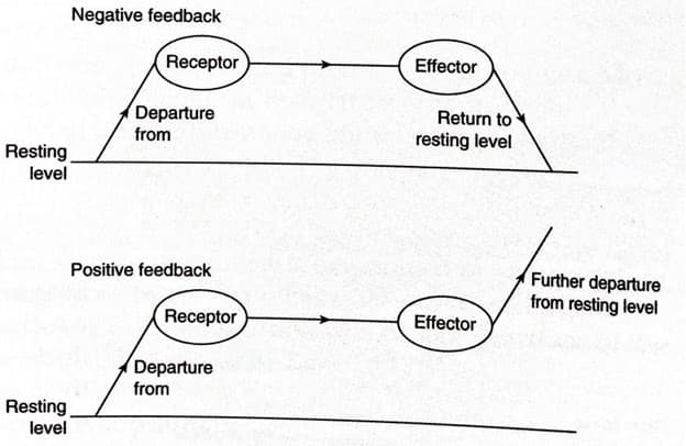 Negative feedback
Receptor
Effector
Departure
Return to
from
resting level
Resting
level
Further departure
from resting level
Positive feedback
Receptor
Effector
Departure
from
Resting
level
