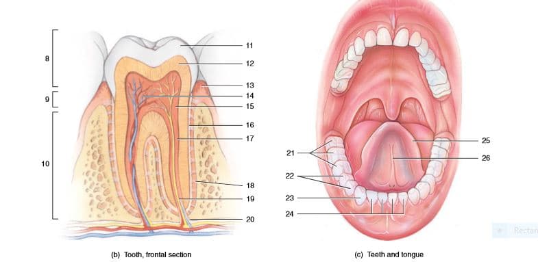 11
8.
12
13
14
15
16
17
25
21
26
10
22
18
19
23
24
20
Rectan
(b) Tooth, frontal section
(c) Teeth and tongue
