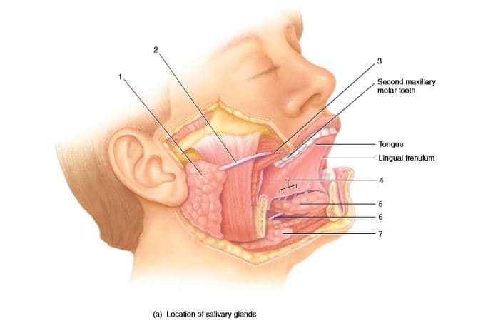 3
Second maxillary
molar tooth
Tongue
Lingual frenulum
7
(a) Location of salivary glands
2.
