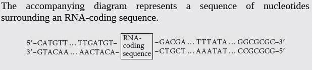 The accompanying diagram represents a sequence of nucleotides
surrounding an RNA-coding sequence.
RNA-
5'-CATGTT... TTGATGT- | coding
3'-GTACAA ... AACTACA- sequence
-GACGA... TTTATA... GGCGCGC-3'
|-CTGCT ... AAATAT... CCGCGCG-5'
