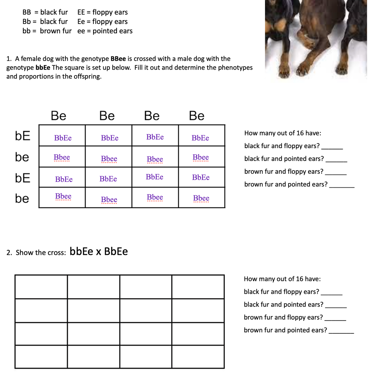 EE = floppy ears
Ee = floppy ears
bb = brown fur ee = pointed ears
BB = black fur
%3D
Bb = black fur
%D
%3D
1. A female dog with the genotype BBee is crossed with a male dog with the
genotype bbEe The square is set up below. Fill it out and determine the phenotypes
and proportions in the offspring.
Ве
Ве
Ве
Ве
bE
BbEe
BbEe
How many out of 16 have:
black fur and floppy ears?
be
Bbee
Bbee
Bbee
Bbee
black fur and pointed ears?
brown fur and floppy ears?
bE
BbEe
BbEe
BbEe
brown fur and pointed ears?
be
Bbee
Bbee
Bbee
Bbee
.. ...
2. Show the cross: bbEe x BbEe
How many out of 16 have:
black fur and floppy ears?
black fur and pointed ears?
I floppy ears?
own
brown fur and pointed ears?
