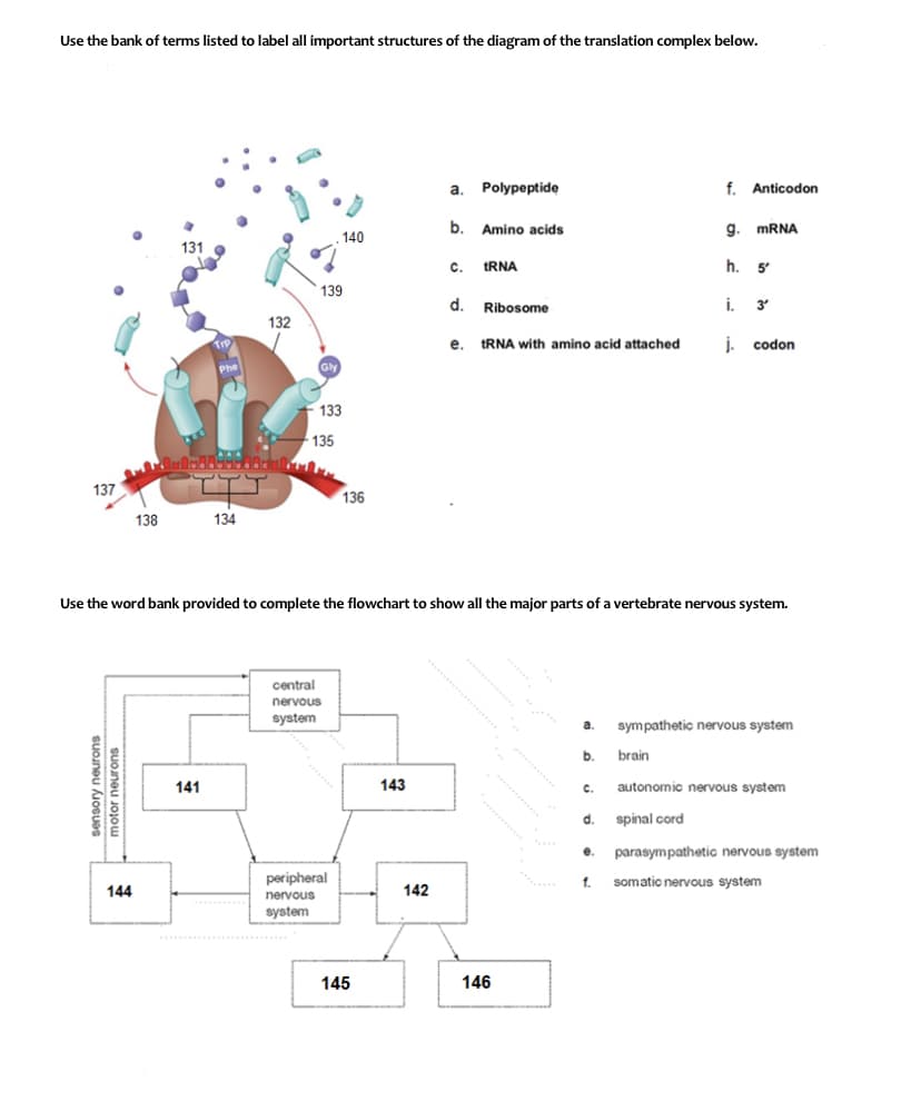 Use the bank of terms listed to label all important structures of the diagram of the translation complex below.
a. Polypeptide
f. Anticodon
. 140
b. Amino acids
g. MRNA
131
c.
tRNA
h. 5'
139
d. Ribosome
i 3
132
e. IRNA with amino acid attached
j. codon
Phe
Gly
133
135
137
136
138
134
Use the word bank provided to complete the flowchart to show all the major parts of a vertebrate nervous system.
central
nervous
system
a.
sympathetic nervous system
b.
brain
141
143
C.
autonomic nervous system
d. spinal cord
e.
parasympathetic nervous system
peripheral
1. somatic nervous system
144
142
nervous
system
145
146
sensory neurons
motor neurons
......
