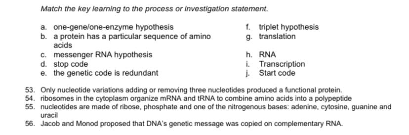 Match the key learning to the process or investigation statement.
a. one-gene/one-enzyme hypothesis
b. a protein has a particular sequence of amino
acids
f. triplet hypothesis
g. translation
c. messenger RNA hypothesis
d. stop code
e. the genetic code is redundant
h. RNA
i. Transcription
j. Start code
53. Only nucleotide variations adding or removing three nucleotides produced a functional protein.
54. ribosomes in the cytoplasm organize MRNA and tRNA to combine amino acids into a polypeptide
55. nucleotides are made of ribose, phosphate and one of the nitrogenous bases: adenine, cytosine, guanine and
uracil
56. Jacob and Monod proposed that DNA's genetic message was copied on complementary RNA.
