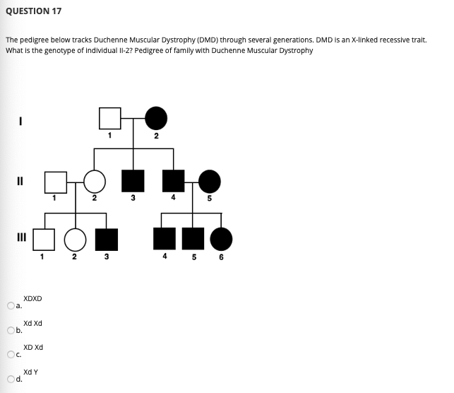 QUESTION 17
The pedigree below tracks Duchenne Muscular Dystrophy (DMD) through several generations. DMD Is an X-linked recessive tralt.
What Is the genotype of Individual I1-2? Pedilgree of famlly with Duchenne Muscular Dystrophy
II
3
2 3
4 5 6
XDXD
a.
Xd Xd
Ob.
XD Xd
Oc.
Xd Y
d.
