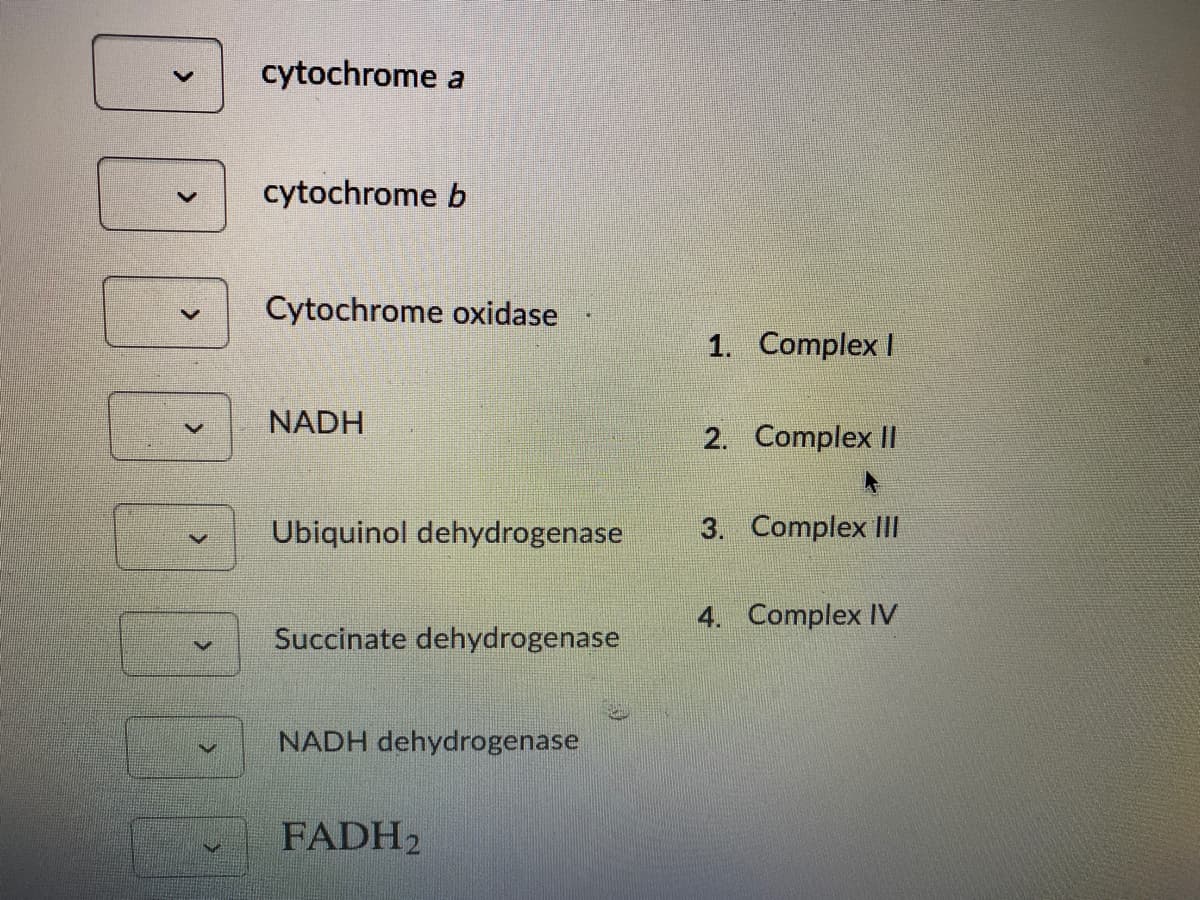 cytochrome a
cytochrome b
Cytochrome oxidase
1. Complex I
NADH
2. Complex II
Ubiquinol dehydrogenase
3. Complex II
4. Complex IV
Succinate dehydrogenase
NADH dehydrogenase
FADH2
>

