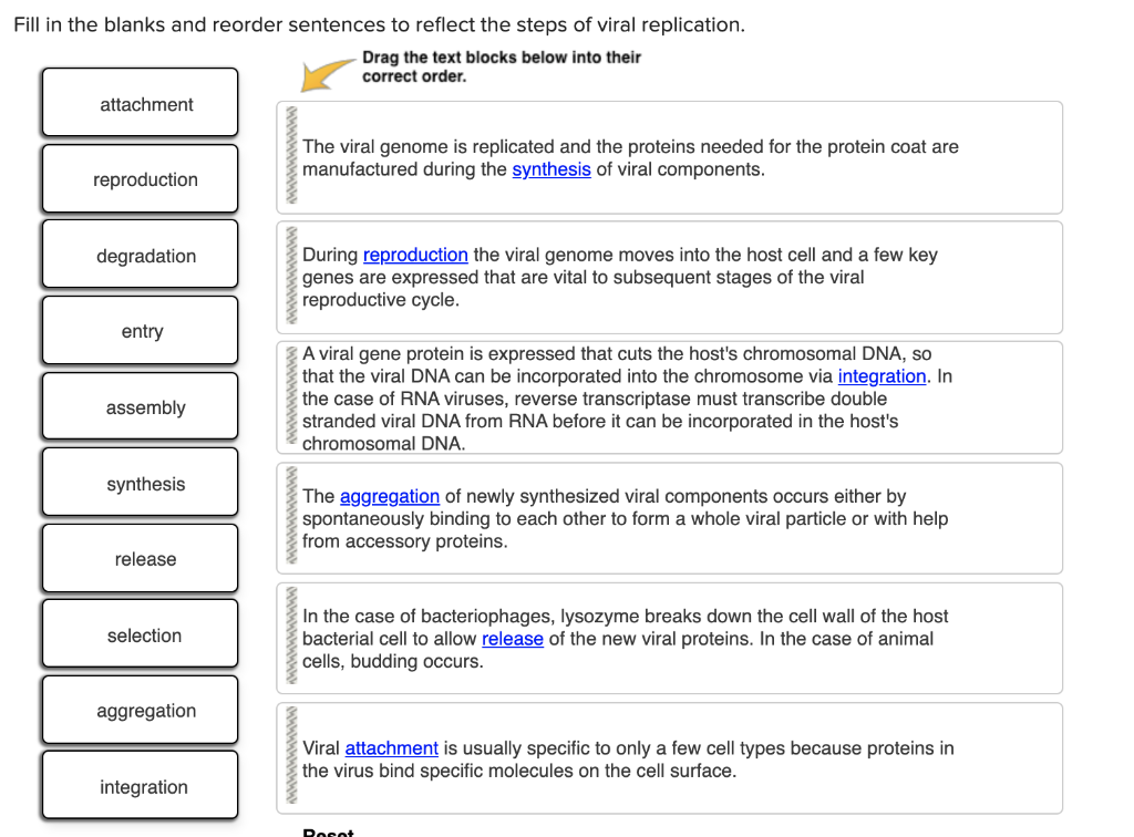 Fill in the blanks and reorder sentences to reflect the steps of viral replication.
Drag the text blocks below into their
correct order.
attachment
reproduction
degradation
entry
assembly
synthesis
release
selection
aggregation
integration
The viral genome is replicated and the proteins needed for the protein coat are
manufactured during the synthesis of viral components.
During reproduction the viral genome moves into the host cell and a few key
genes are expressed that are vital to subsequent stages of the viral
reproductive cycle.
A viral gene protein is expressed that cuts the host's chromosomal DNA, so
that the viral DNA can be incorporated into the chromosome via integration. In
the case of RNA viruses, reverse transcriptase must transcribe double
stranded viral DNA from RNA before it can be incorporated in the host's
chromosomal DNA.
The aggregation of newly synthesized viral components occurs either by
spontaneously binding to each other to form a whole viral particle or with help
from accessory proteins.
In the case of bacteriophages, lysozyme breaks down the cell wall of the host
bacterial cell to allow release of the new viral proteins. In the case of animal
cells, budding occurs.
Viral attachment is usually specific to only a few cell types because proteins in
the virus bind specific molecules on the cell surface.
Posot