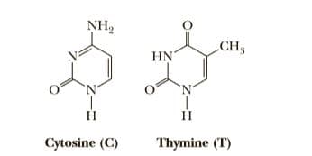 NH2
CH3
HN
H
H
Cytosine (C)
Thymine (T)
